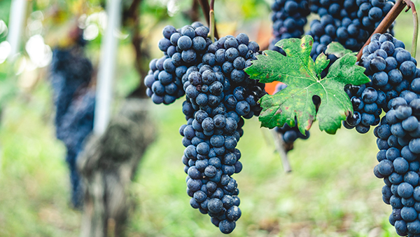 vineyard landscapes